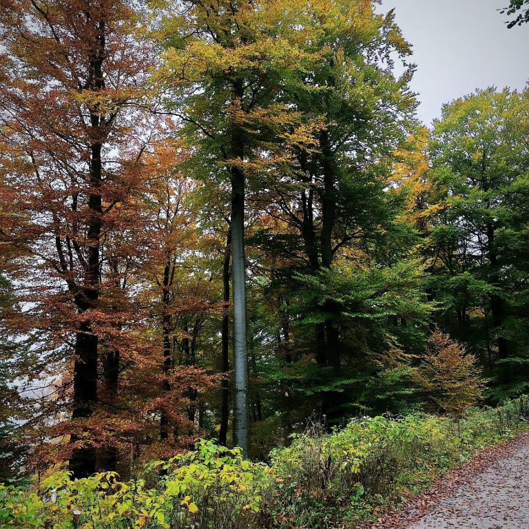 Herbstliche Waldlandschaft mit bunten Bäumen und einem Schotterweg.