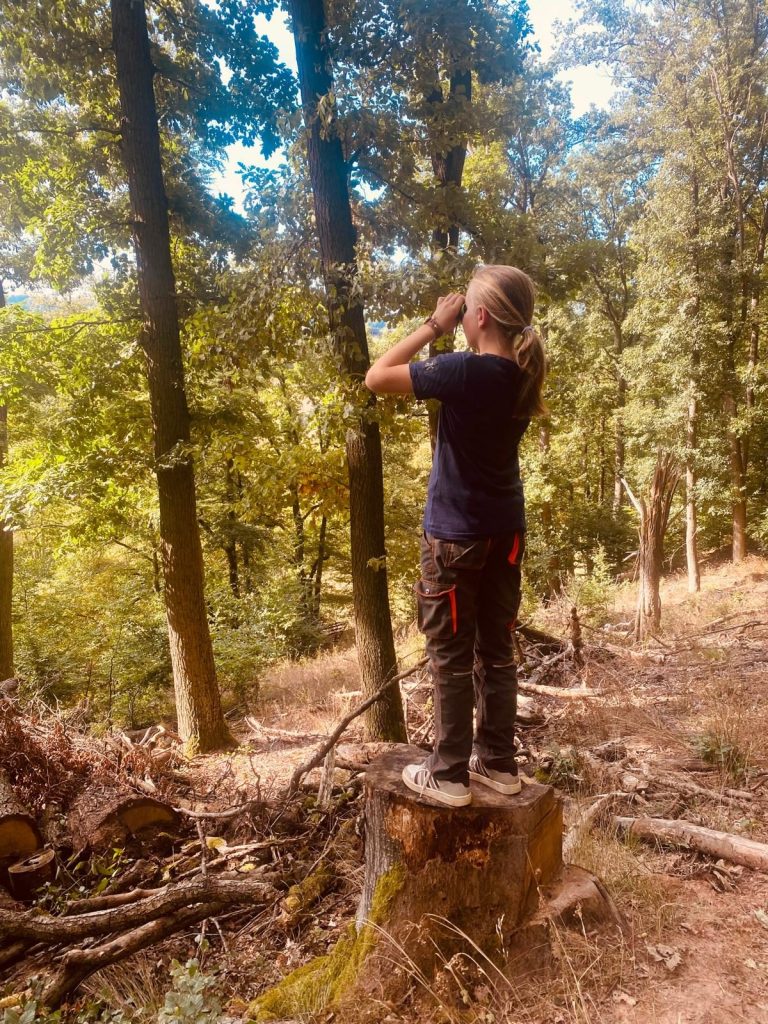 Ein Junge steht auf einem Baumstumpf und beobachtet die Bäume im Wald.