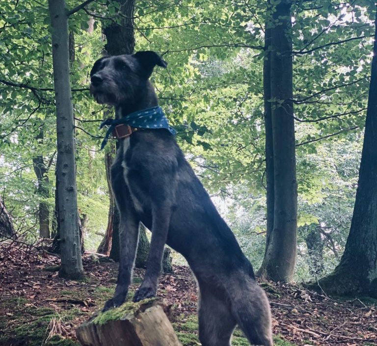 Schwarzer Hund mit blauem Halstuch steht auf einem Baumstumpf im Wald.