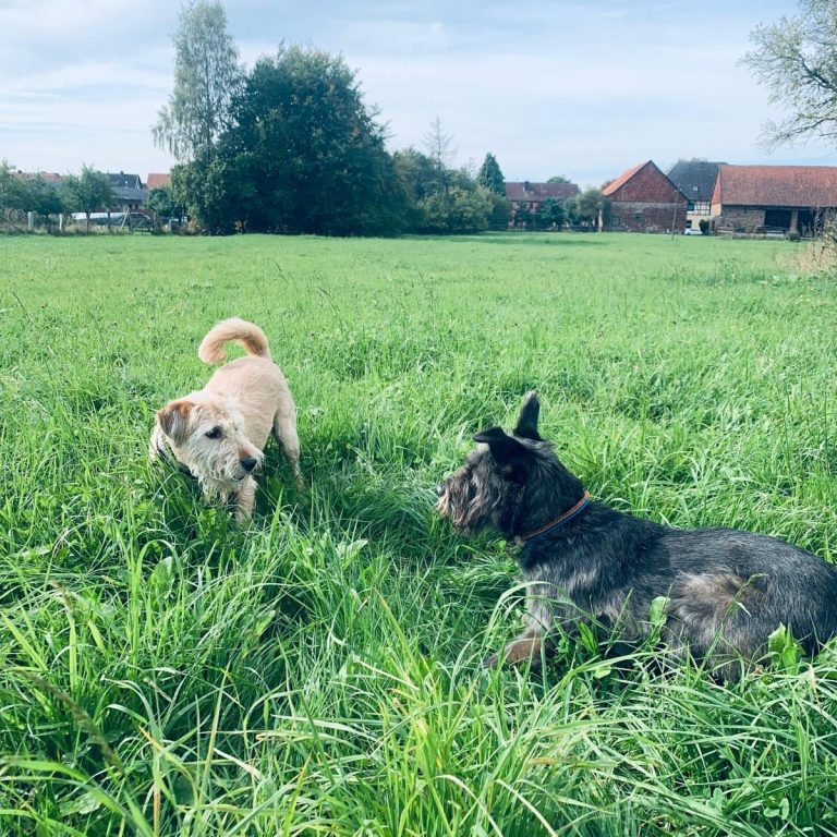 Zwei Hunde spielen auf einer grünen Wiese unter blauem Himmel.