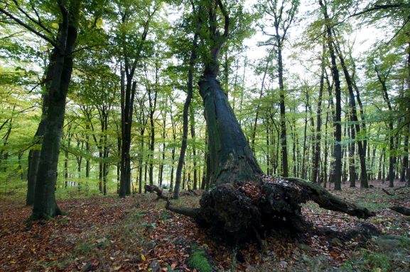 Umgefallener Baum in einem ruhigen Wald mit üppigem Laub und herbstlichen Farben.