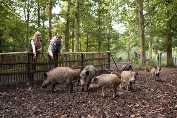 Zwei Personen beobachten Wildschweine in einem Waldgebiet hinter einem Zaun.