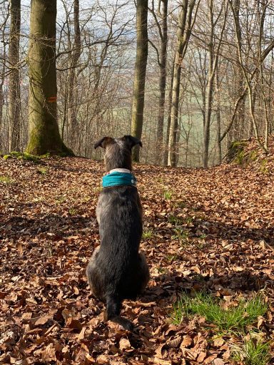 Schwarzer Hund sitzt auf Laubweg im Wald und blickt auf die Landschaft.