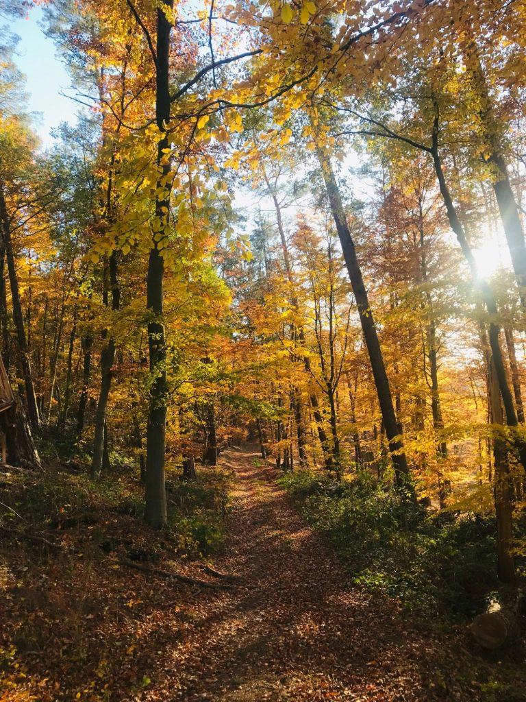 Herbstlicher Waldweg mit leuchtend gelben und orangefarbenen Blättern.