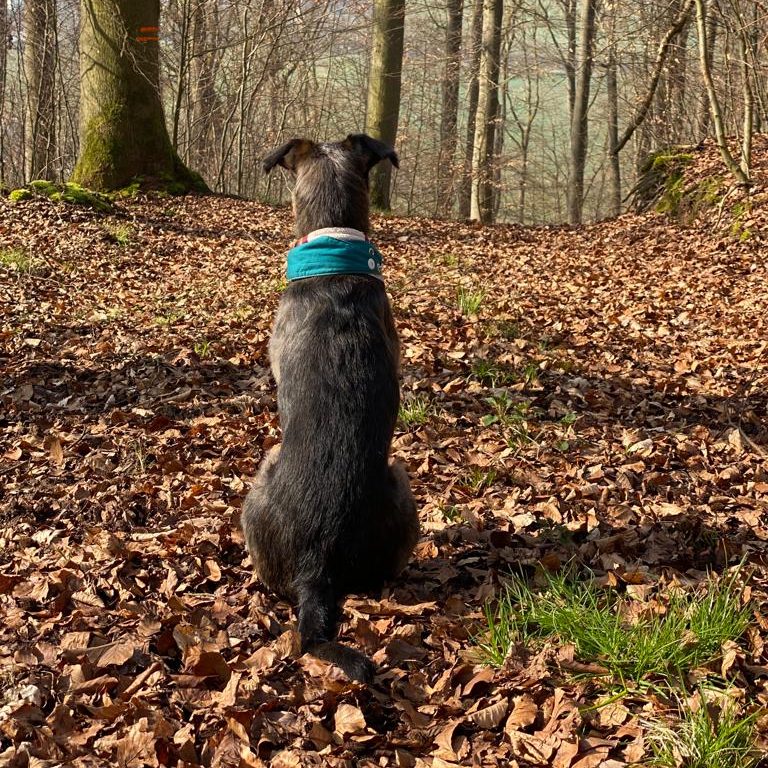 Schwarzer Hund sitzt im Wald auf Laub und schaut in die Ferne.