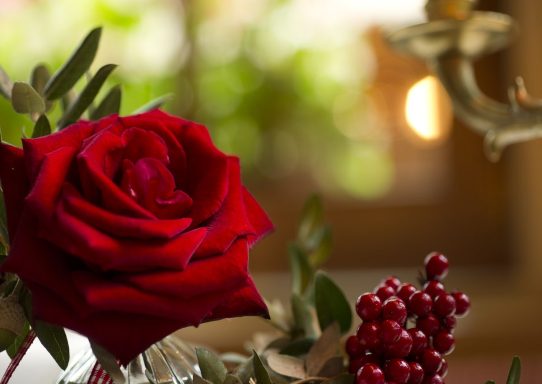 Rote Rose mit grünen Blättern und roten Beeren im Hintergrund.