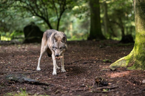 Ein Wolf steht im Wald auf dem Boden aus Laub und Erdreich.