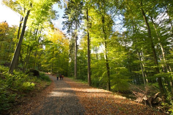Blick auf einen Waldweg, umgeben von grünen Bäumen und herbstlichen Blättern.