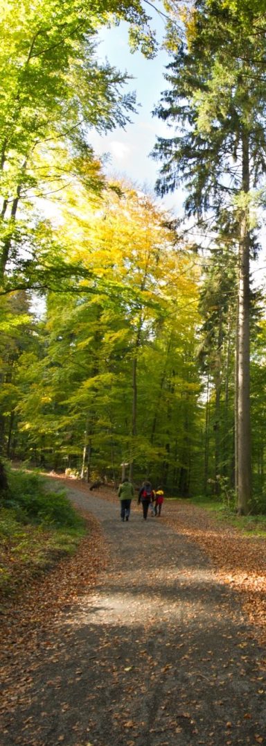 Zwei Personen gehen einen schmalen Weg durch einen bunten Wald im Herbst.
